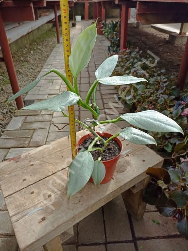 Филодендрон Сильвер Квин