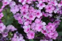 Флокс 'Пересмешник' / Phlox 'Peresmeshnik'
