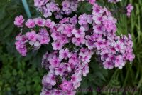 Флокс 'Пересмешник' / Phlox 'Peresmeshnik'