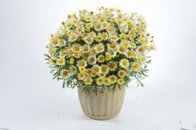 Аргирантемум ANGELIC LEMON PАSTEL