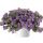 БАКОПА SCOPIA GULLIVER COMPACT PURPLE