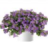 БАКОПА SCOPIA GULLIVER COMPACT PURPLE