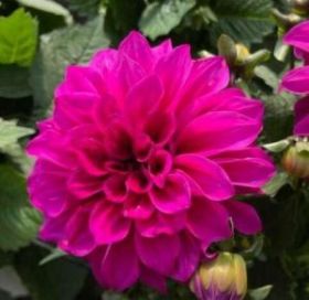 ГЕОРГИНА CHERIE ABSTRACT PURPLE (Я)