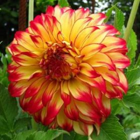 ГЕОРГИНА DARLING ORANGE FLARE (Я)