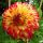 ГЕОРГИНА DARLING ORANGE FLARE (Я)