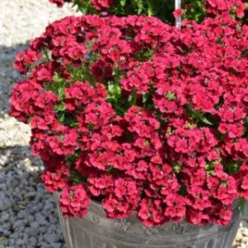 НЕМЕЗИЯ NESIA MAGENTA (Я)