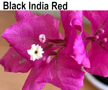 Бугенвиллия Black India Red