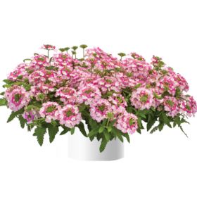 ВЕРБЕНА VANESSA BICOLOR LIGHT PINK