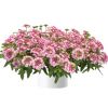ВЕРБЕНА VANESSA BICOLOR LIGHT PINK