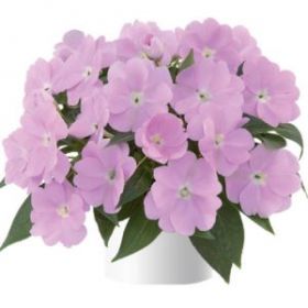 БАЛЬЗАМИН НГ HARMONY PASTEL LAVENDER (Я)