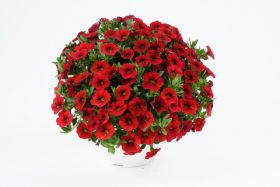 КАЛИБРАХОА COLIBRI BRIGHT RED
