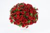 КАЛИБРАХОА COLIBRI BRIGHT RED