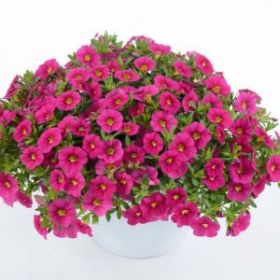 КАЛИБРАХОА COLIBRI FUCHSIA (Я)