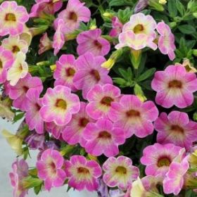 КАЛИБРАХОА OMBRE PINK (Я)