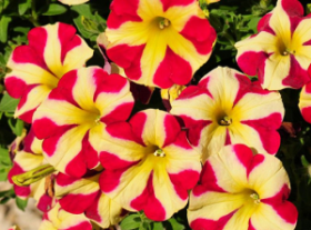 ПЕТУНИЯ AMORE QUEEN OF HEARTS (Я)