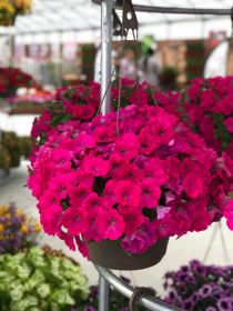 ПЕТУНИЯ CAPELLA ROSE (Я)