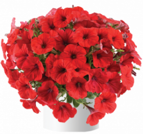 ПЕТУНИЯ CAPELLA RUBY RED IMPR (Я)