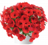 ПЕТУНИЯ CAPELLA RUBY RED IMPR