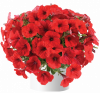 ПЕТУНИЯ CAPELLA RUBY RED IMPR (Я)