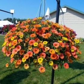 ПЕТУНИЯ CASCADIAS INDIAN SUMMER (Я)