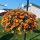 ПЕТУНИЯ CASCADIAS INDIAN SUMMER