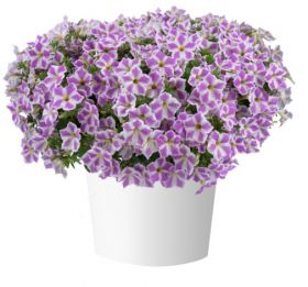 ПЕТУНИЯ CASCADIAS LILAC FROST