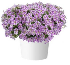 ПЕТУНИЯ CASCADIAS LILAC FROST (Я)