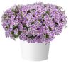 ПЕТУНИЯ CASCADIAS LILAC FROST (Я)