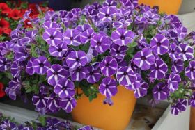 ПЕТУНИЯ CASCADIAS PURPLE GEM
