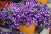 ПЕТУНИЯ CASCADIAS PURPLE GEM
