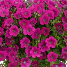 ПЕТУНИЯ LITTLETUNIA ROSE