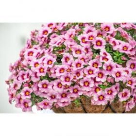 КАЛИБРАХОА BLOOMTASTIC ROSE QUARTZ (Я)