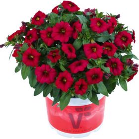 КАЛИБРАХОА CALIPETITE RED