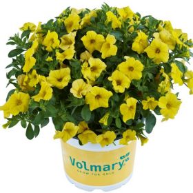 КАЛИБРАХОА CALIPETITE YELLOW