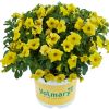 КАЛИБРАХОА CALIPETITE YELLOW