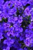 ЛОБЕЛИЯ FIREFLY BLUE