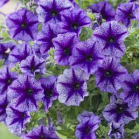 ПЕТУНИЯ DESIGNER Royal Lace (Я)