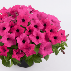 СУРФИНИЯ SURFINIA SUMO Rose (Я)