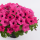 СУРФИНИЯ SURFINIA SUMO Rose