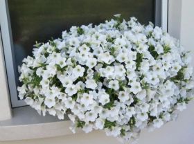 СУРФИНИЯ SURFINIA TABLE WHITE