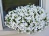 СУРФИНИЯ SURFINIA TABLE WHITE (Я)