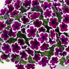 ПЕТУНИЯ CAPELLA RIM RASPBERRY