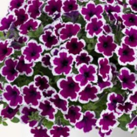 ПЕТУНИЯ CAPELLA RIM RASPBERRY (Я)
