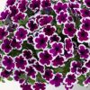 ПЕТУНИЯ CAPELLA RIM RASPBERRY