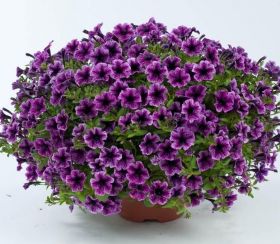 ПЕТУНИЯ LITTLETUNIA BLUE VEIN