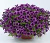 ПЕТУНИЯ LITTLETUNIA BLUE VEIN