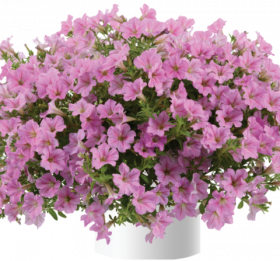 ПЕТУНИЯ LITTLETUNIA PINK