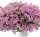 ПЕТУНИЯ LITTLETUNIA PINK