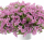 ПЕТУНИЯ LITTLETUNIA PINK (Я)