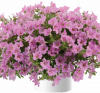 ПЕТУНИЯ LITTLETUNIA PINK (Я)